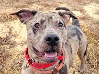 Tiny, a Adoptable mixed breed in Atlanta, GA image 3/3