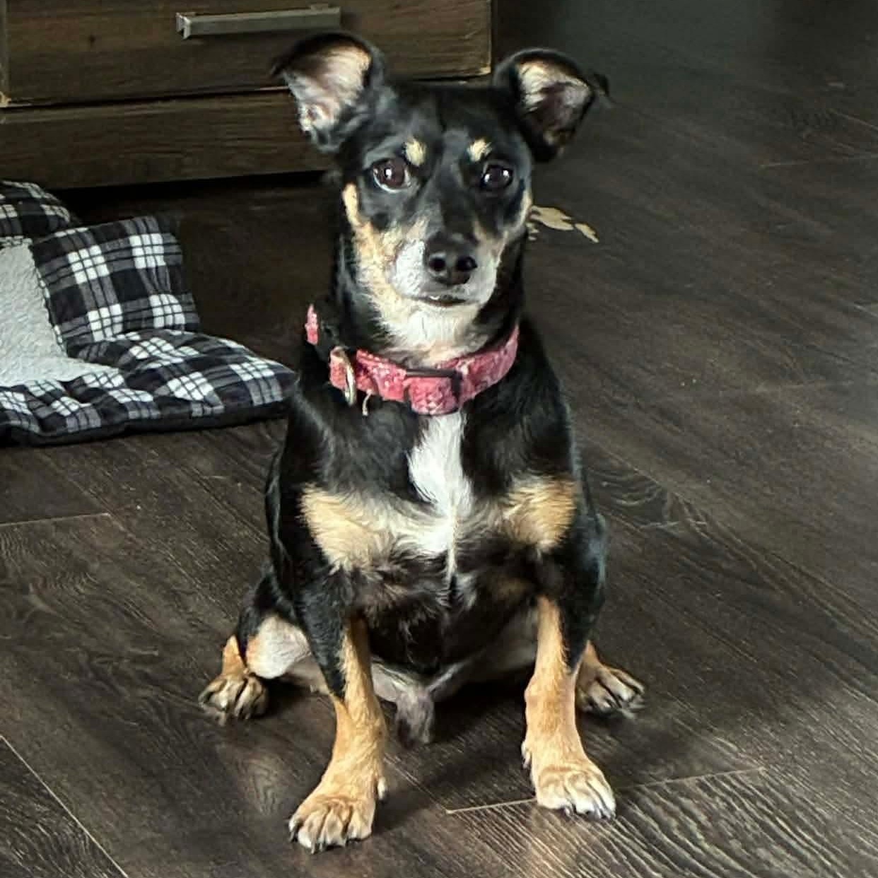 Meza, Adoptable, Young Male Chihuahua.