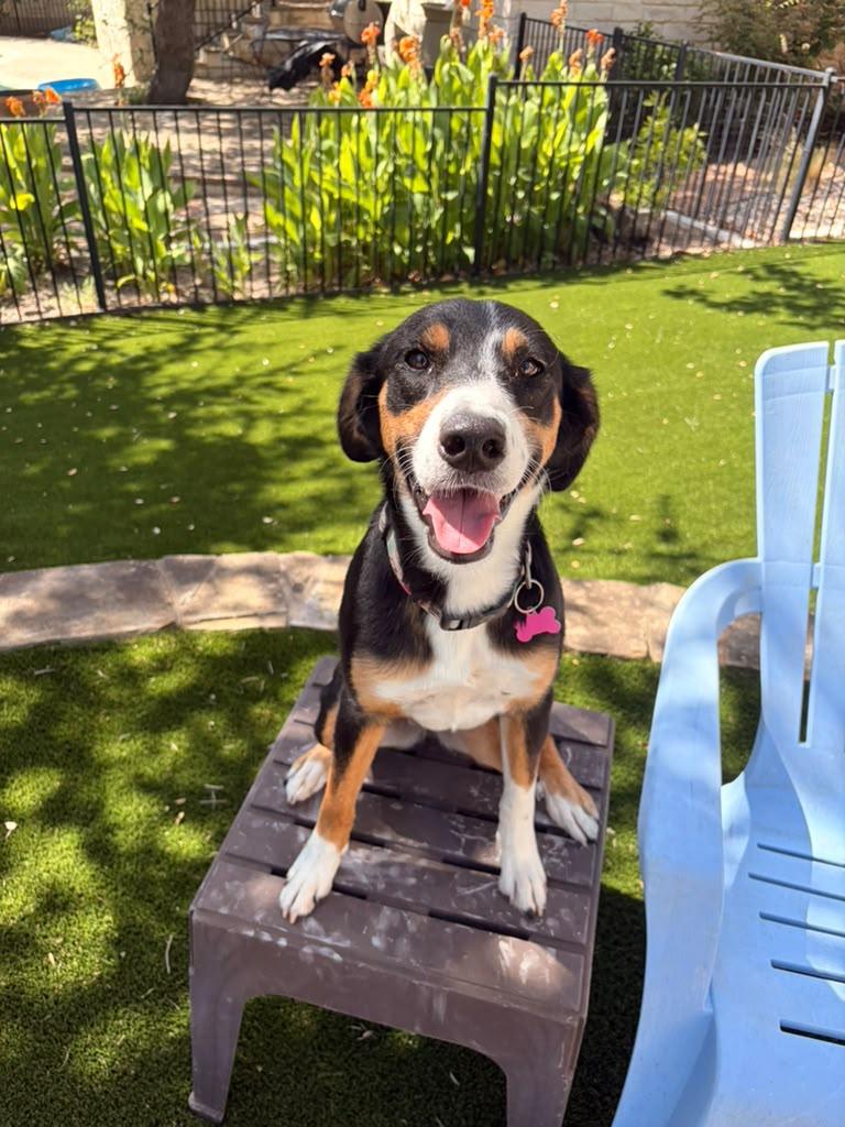Enlarge Sierra, a Adoptable Entlebucher in Marble Falls, TX image 2/2