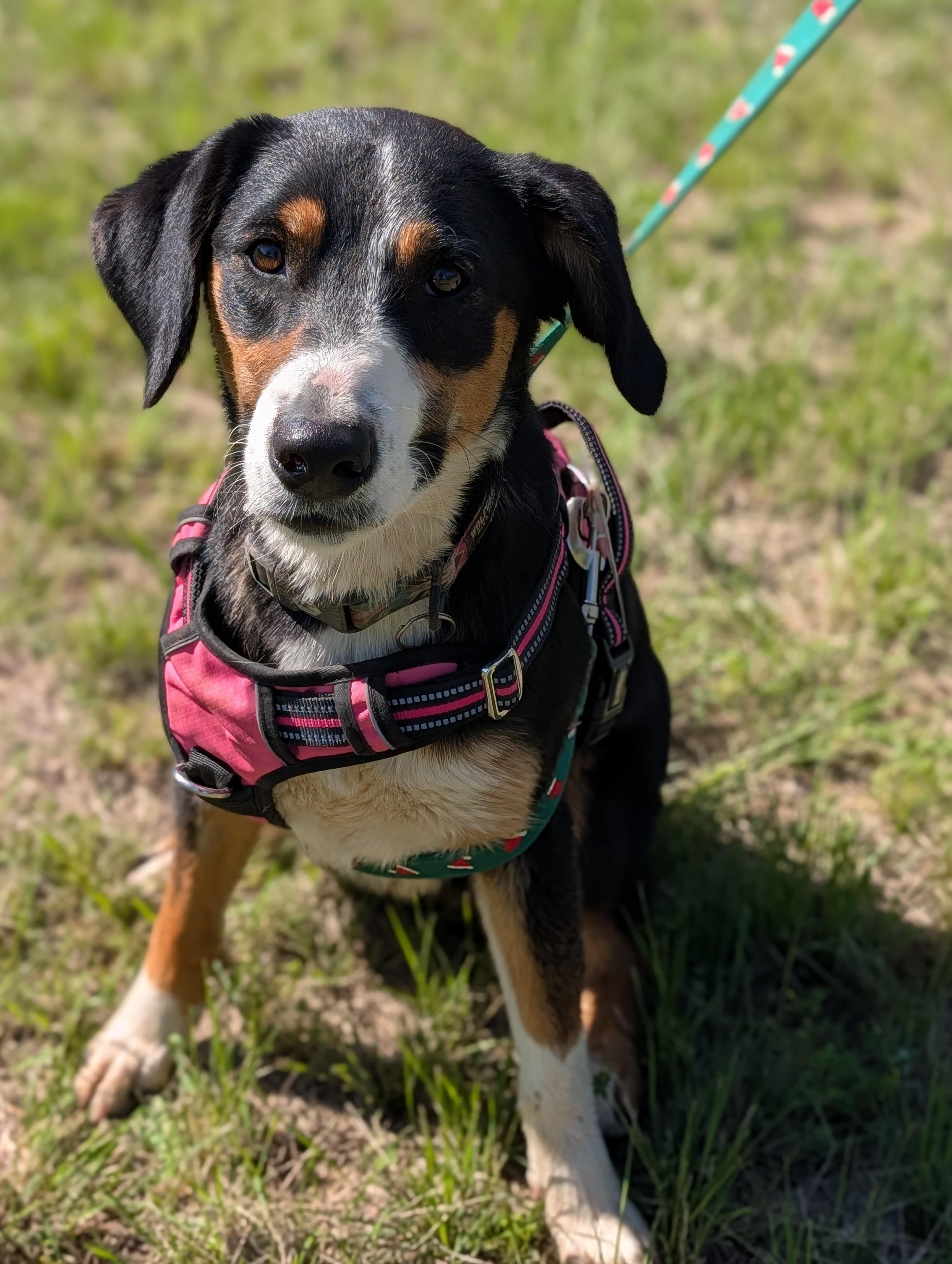 Enlarge Sierra, a Adoptable Entlebucher in Marble Falls, TX image 1/2