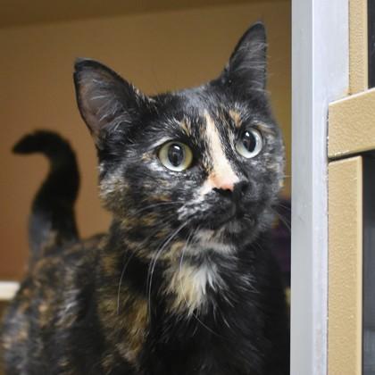 Gabby, adopted, Adult Female Domestic Short Hair.