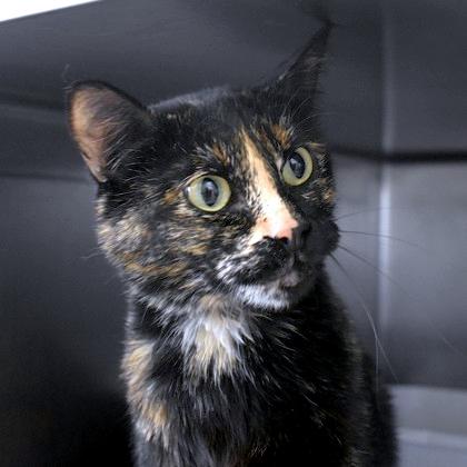 Enlarge Gabby, an adopted Domestic Short Hair in Flagstaff, AZ image 2/2