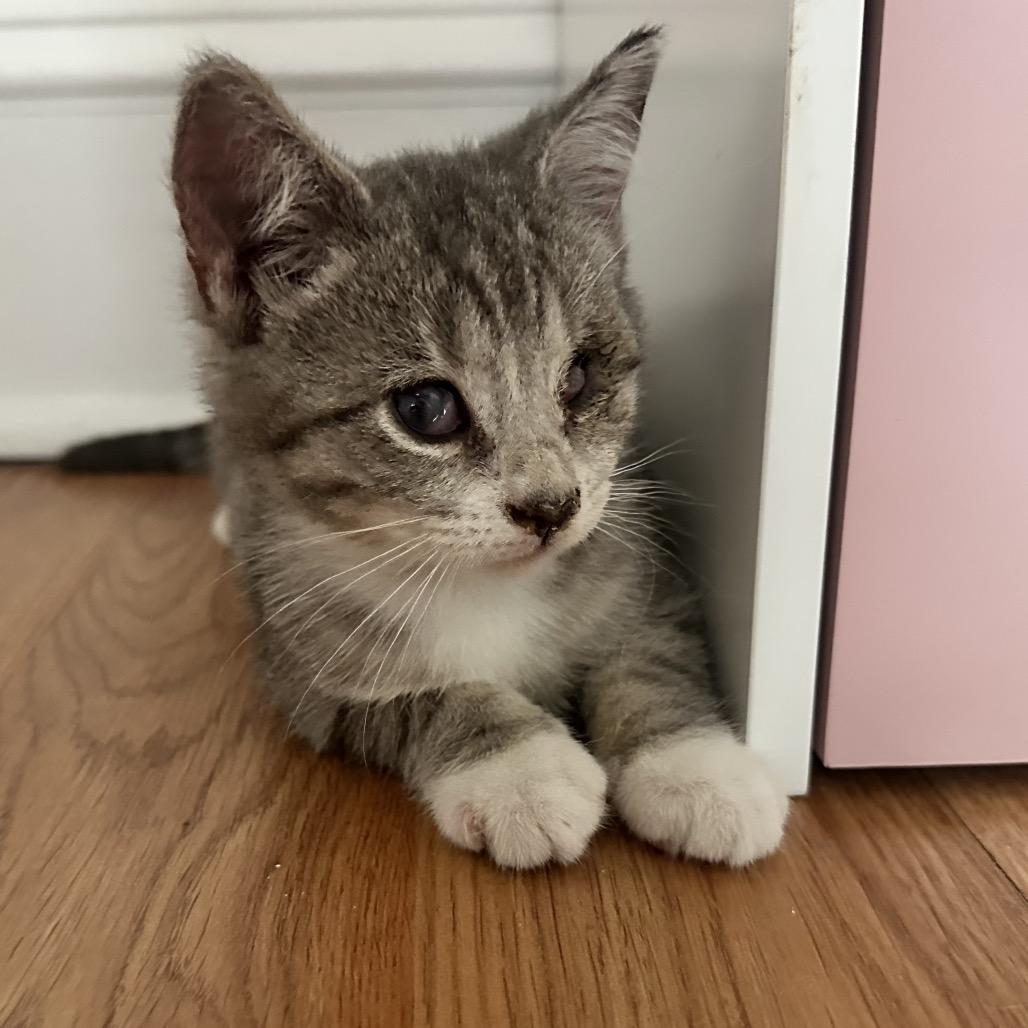 Mocha (Mount Grove 2), Adoptable, Kitten Female Domestic Short Hair.