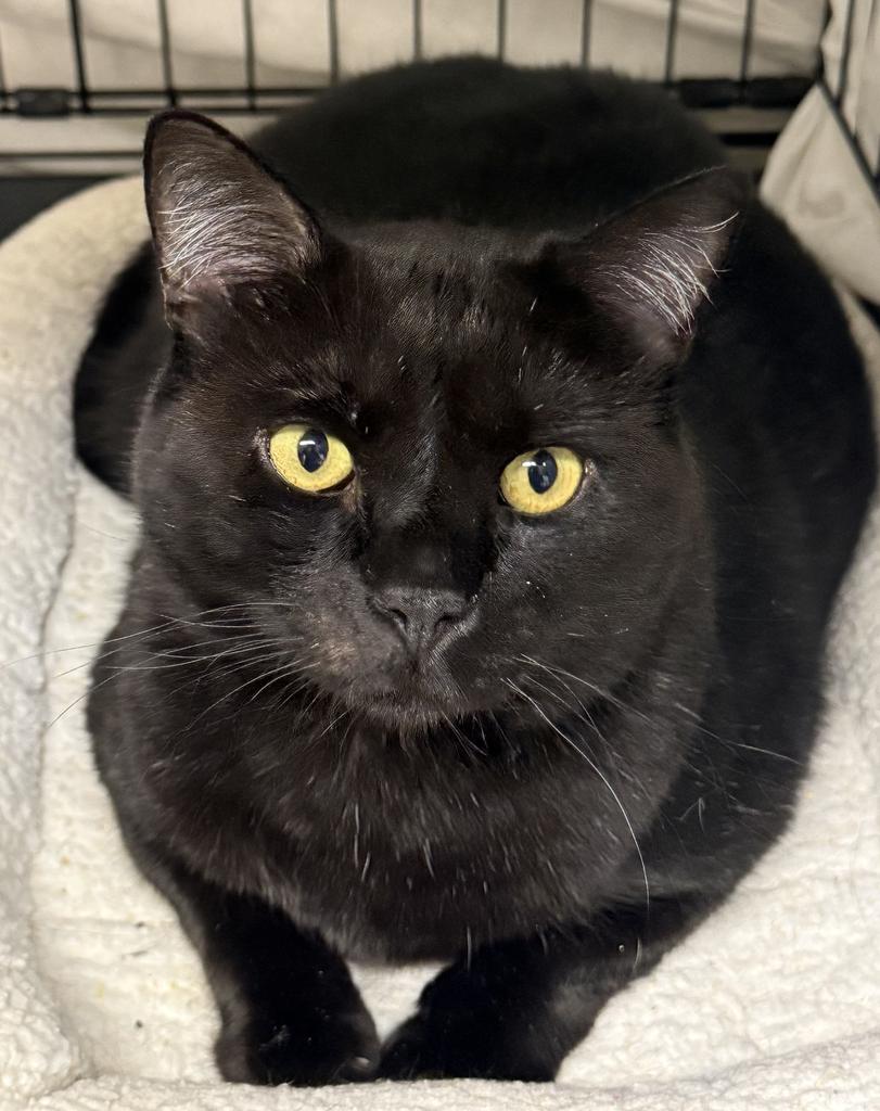 Felix, Adoptable, Young Male Domestic Short Hair.