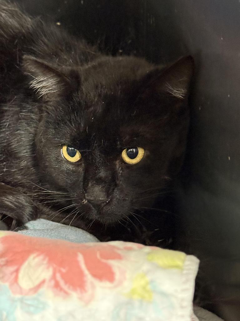 Enlarge Felix, a Adoptable mixed breed in Ontario, OR image 2/2