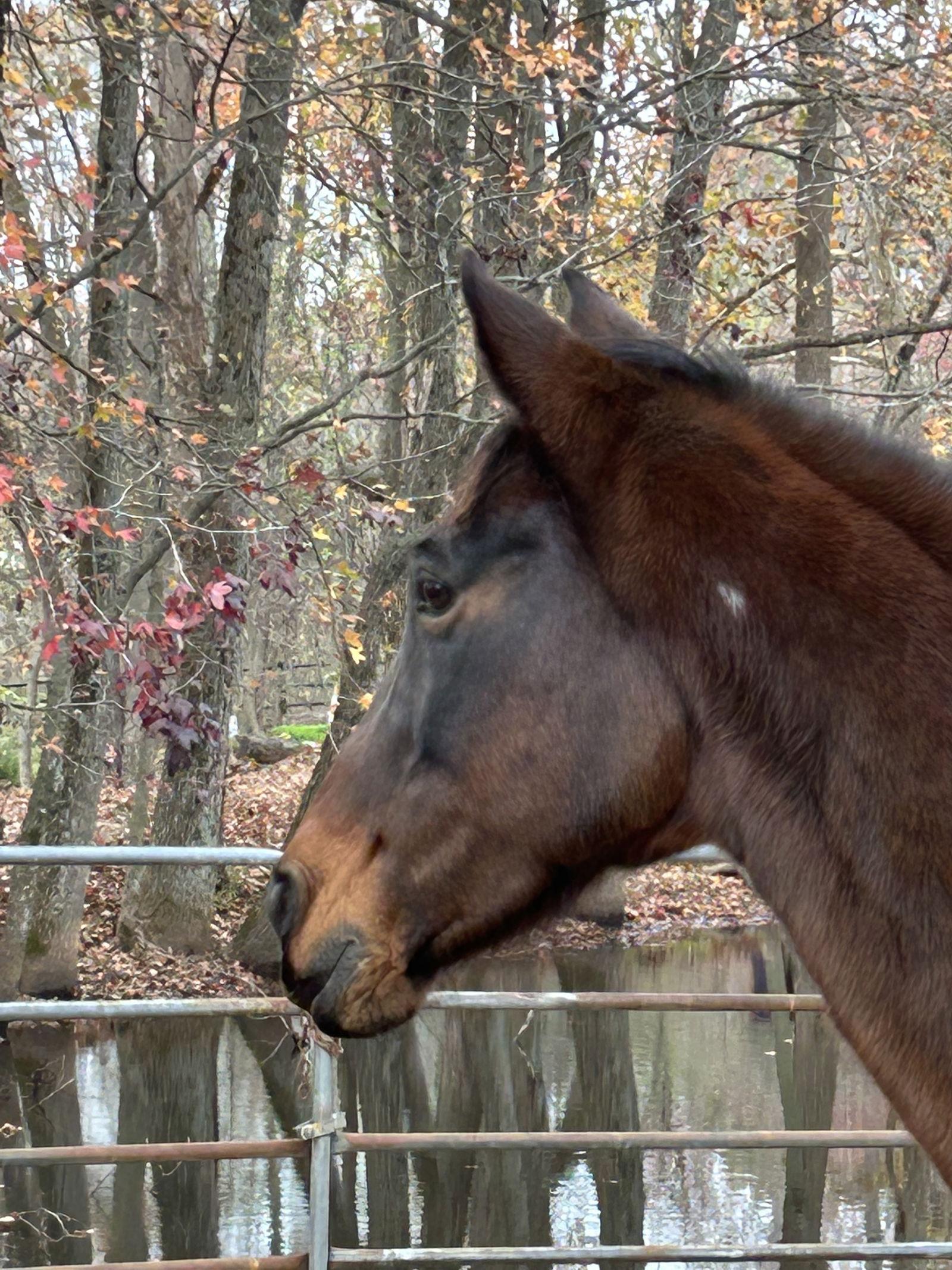 Buttercup, Adoptable, Adult Female Paso Fino & Quarterhorse.