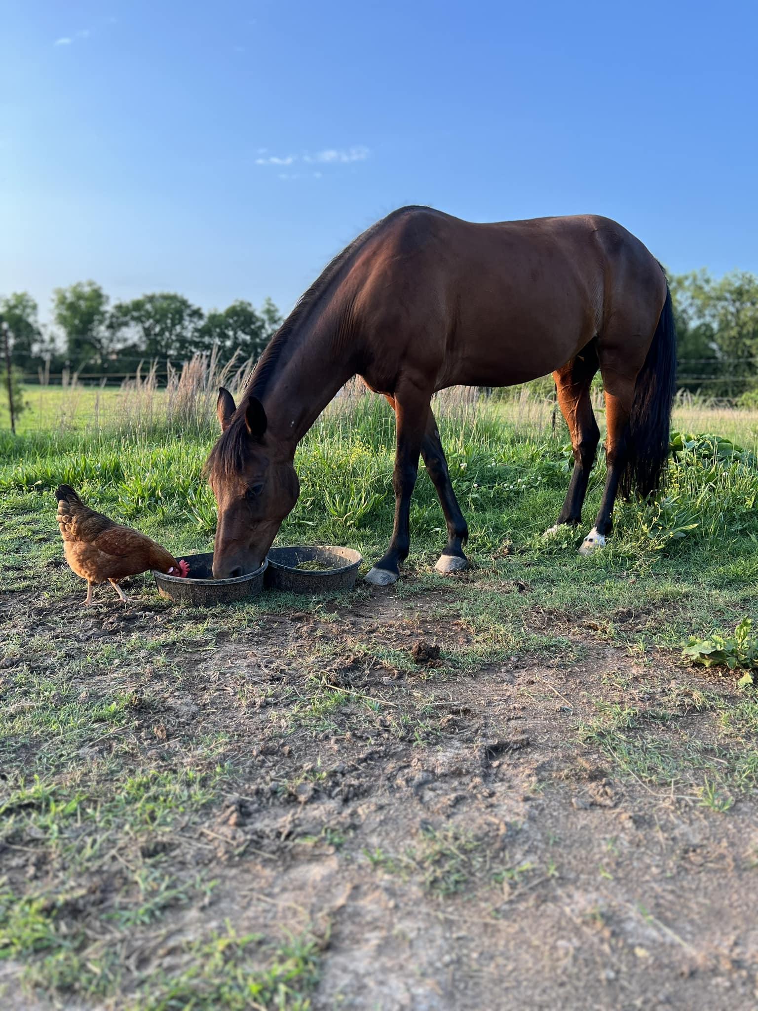 Buttercup, a Adoptable mixed breed in Cottontown, TN image 3/3
