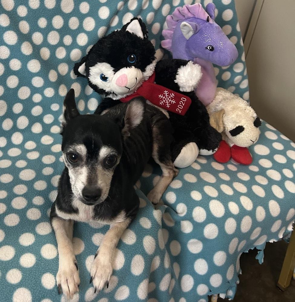 Lillith, Adoptable, Adult Female Chihuahua.
