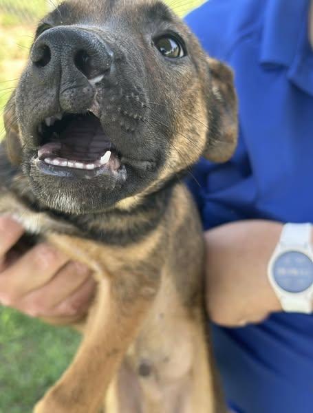 Jed, an adoptable Mixed Breed in Grand Island, NE, 68801 | Photo Image 2