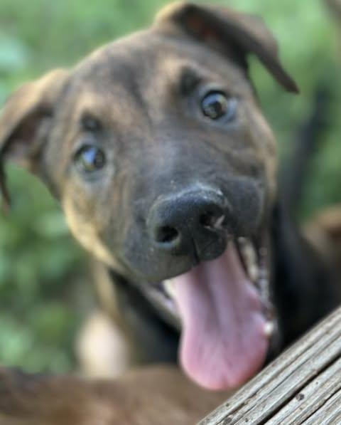 Jed, an adoptable Mixed Breed in Grand Island, NE, 68801 | Photo Image 1