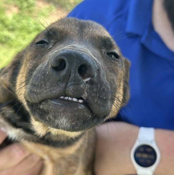 Jed, an adoptable Mixed Breed in Grand Island, NE, 68801 | Photo Image 3