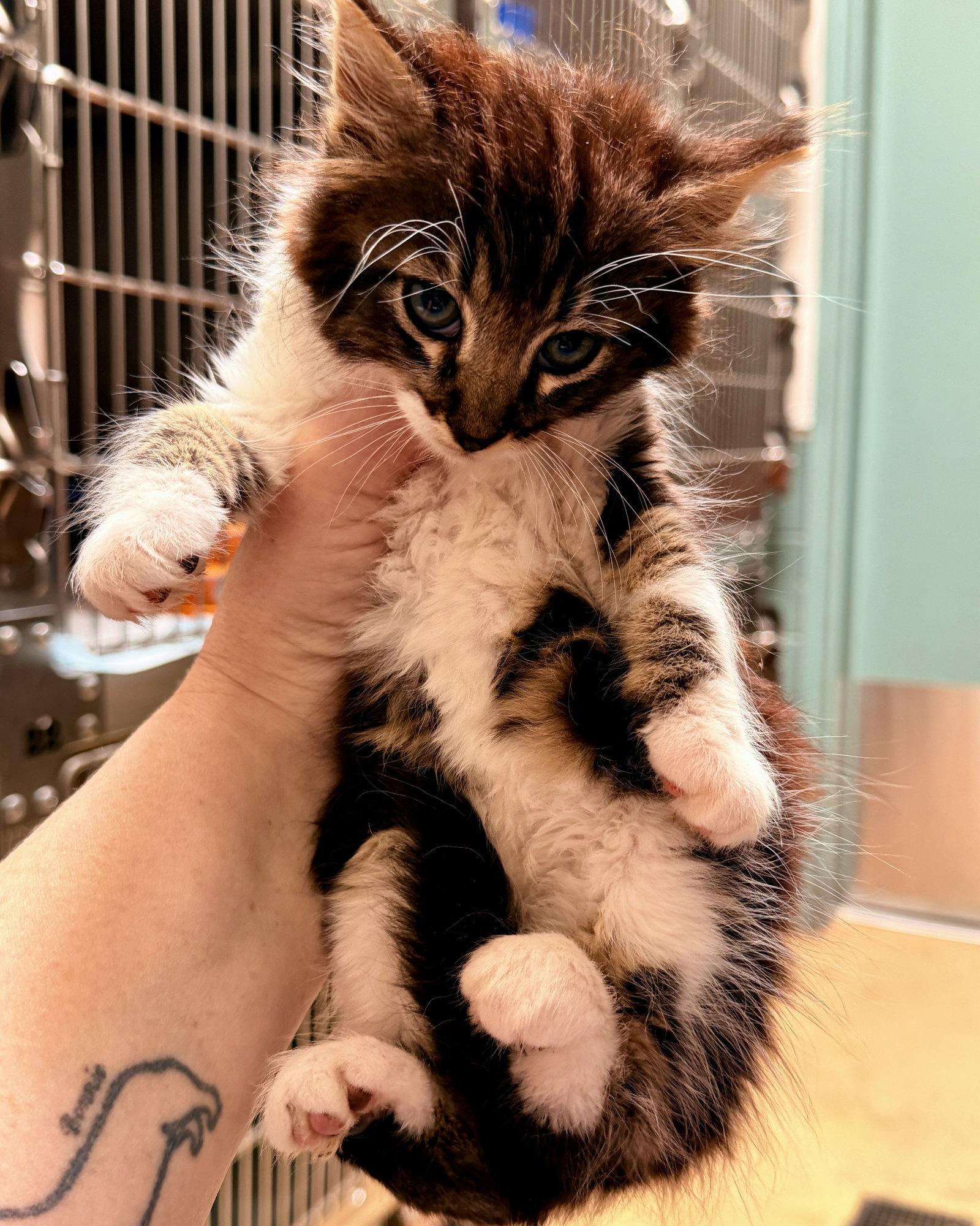 Enlarge Kopi (bonded w/Venti), a Adopted Domestic Medium Hair in Oakland, CA image 1/2