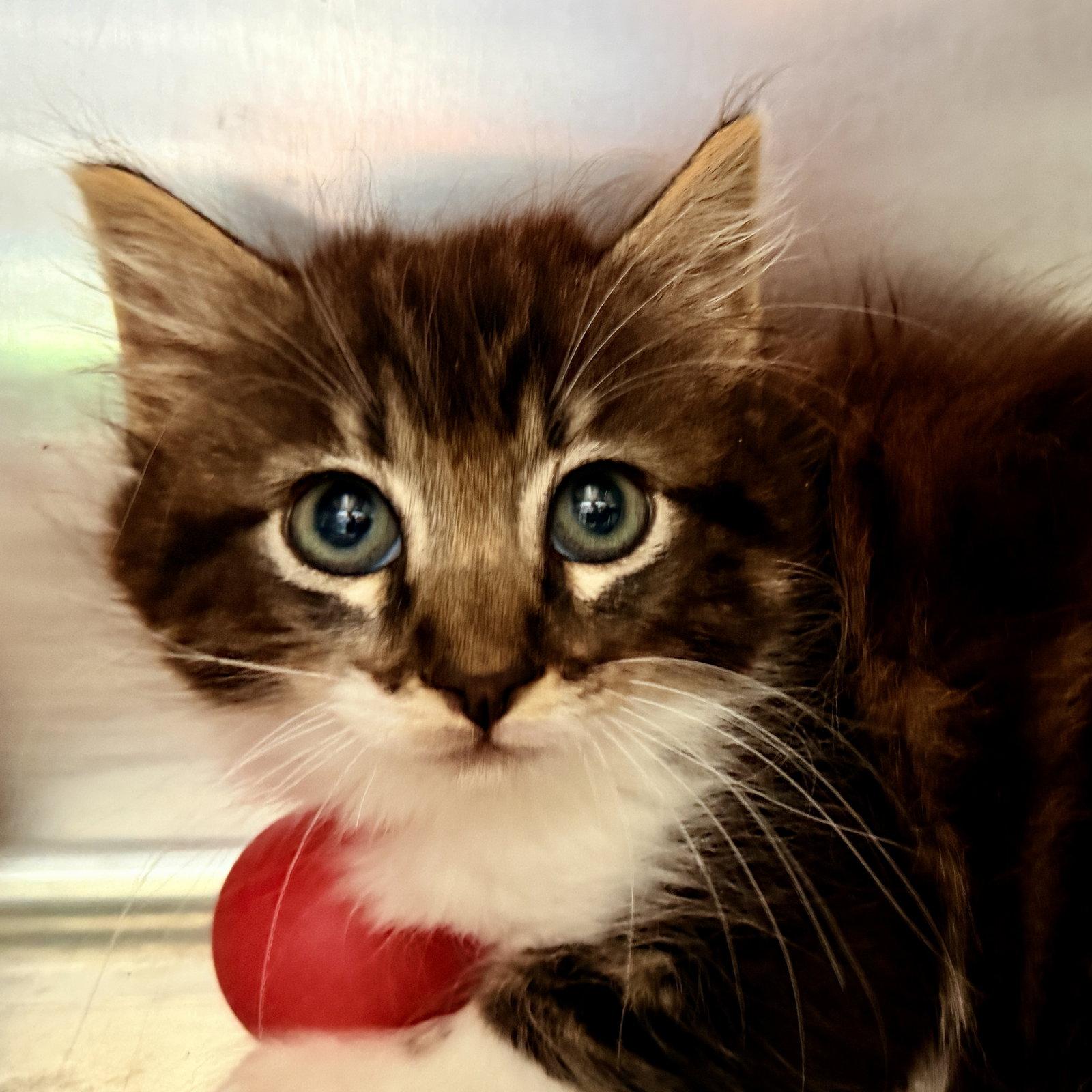 Enlarge Kopi (bonded w/Venti), a Adopted Domestic Medium Hair in Oakland, CA image 2/2