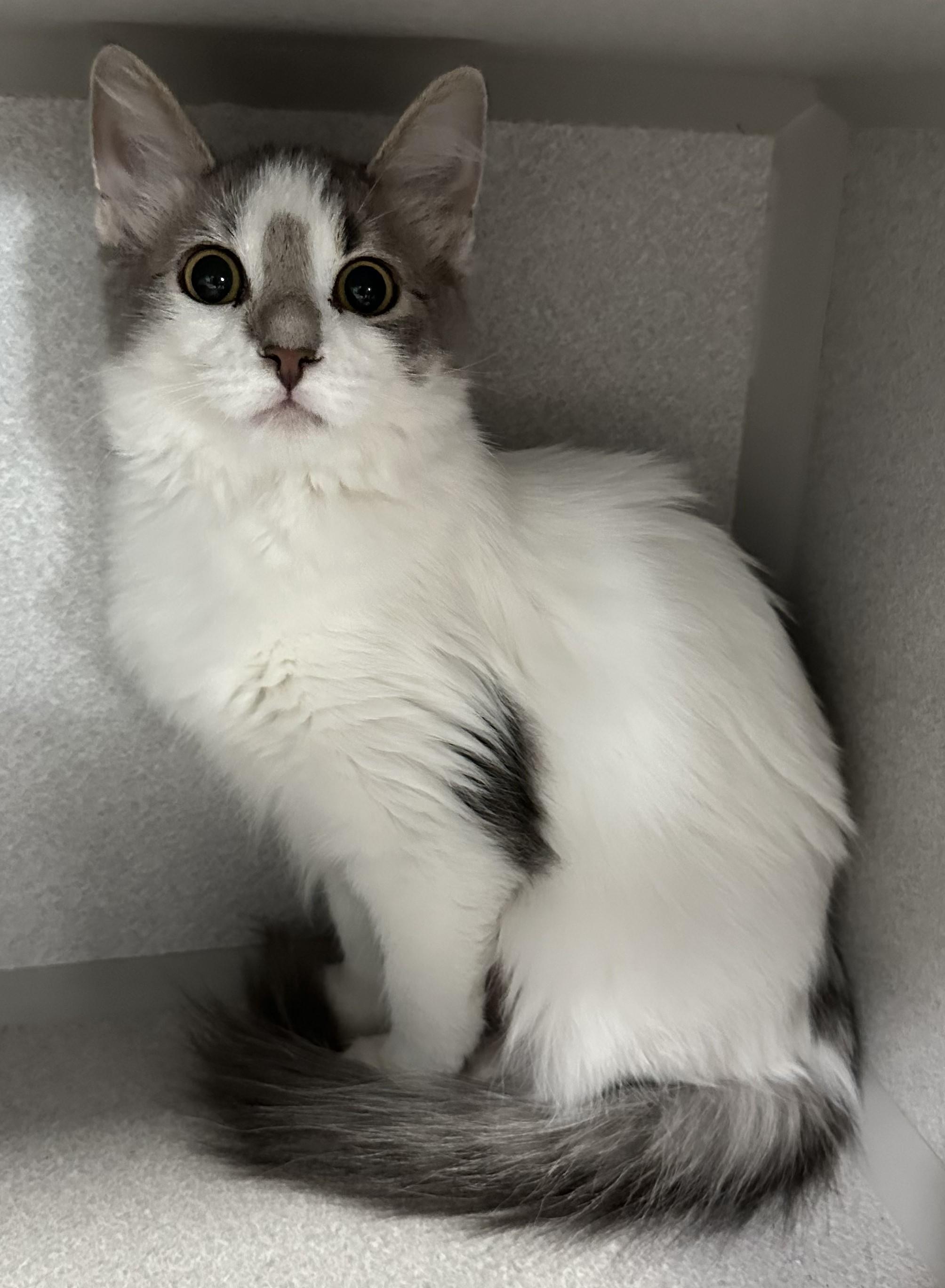 Rookie, adoptable, Young Female Domestic Short Hair.
