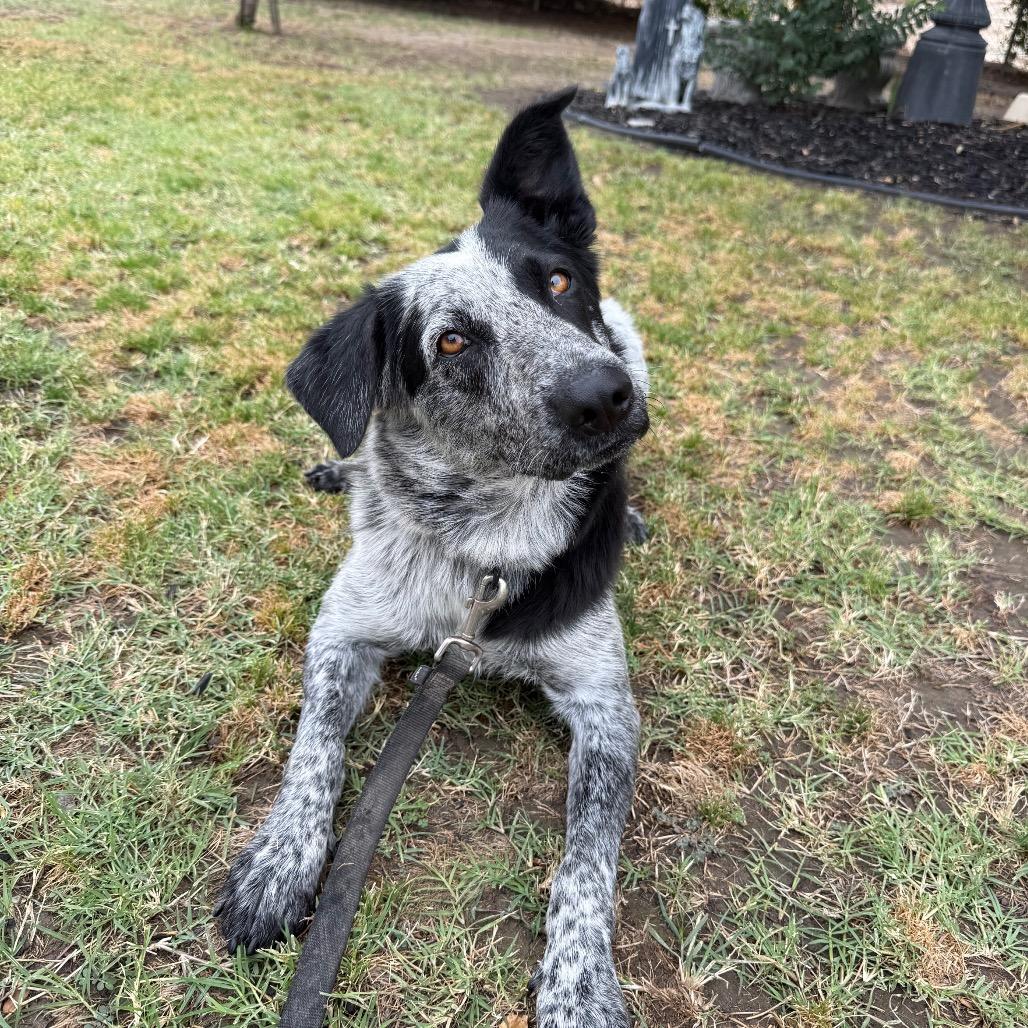 Ella, a Adoptable mixed breed in Fresno, CA image 1/5