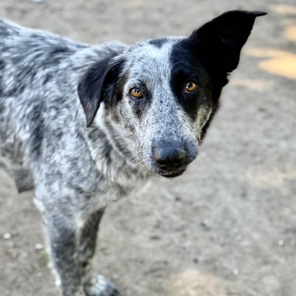 Ella, a Adoptable mixed breed in Fresno, CA image 2/5