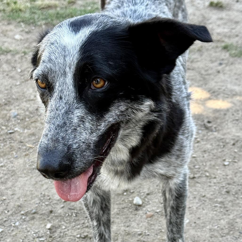 Ella, a Adoptable mixed breed in Fresno, CA image 3/5