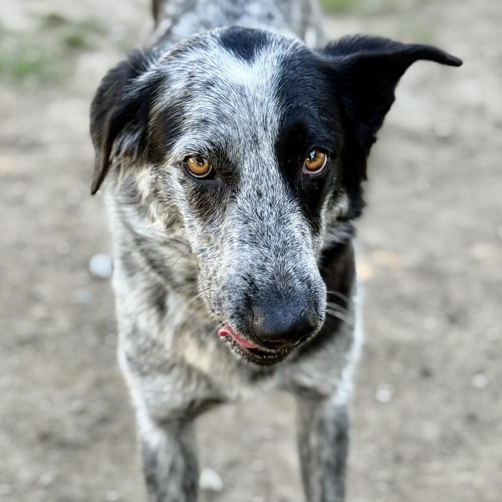 Ella, a Adoptable mixed breed in Fresno, CA image 4/5