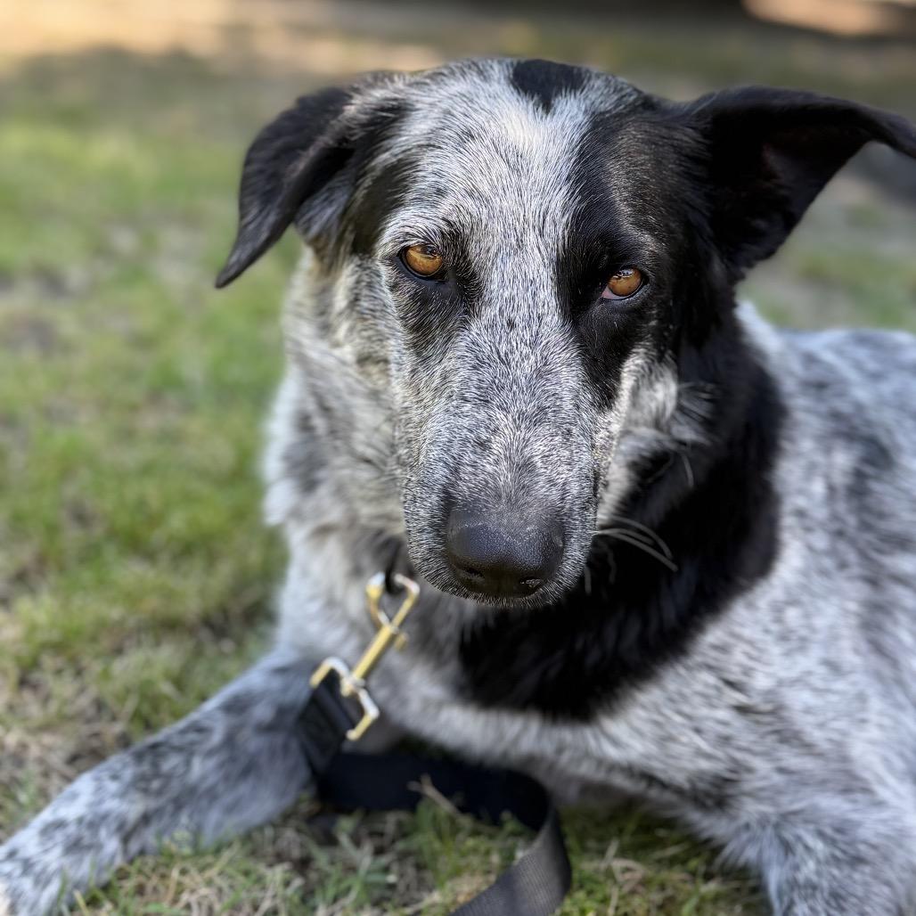Ella, a Adoptable mixed breed in Fresno, CA image 5/5