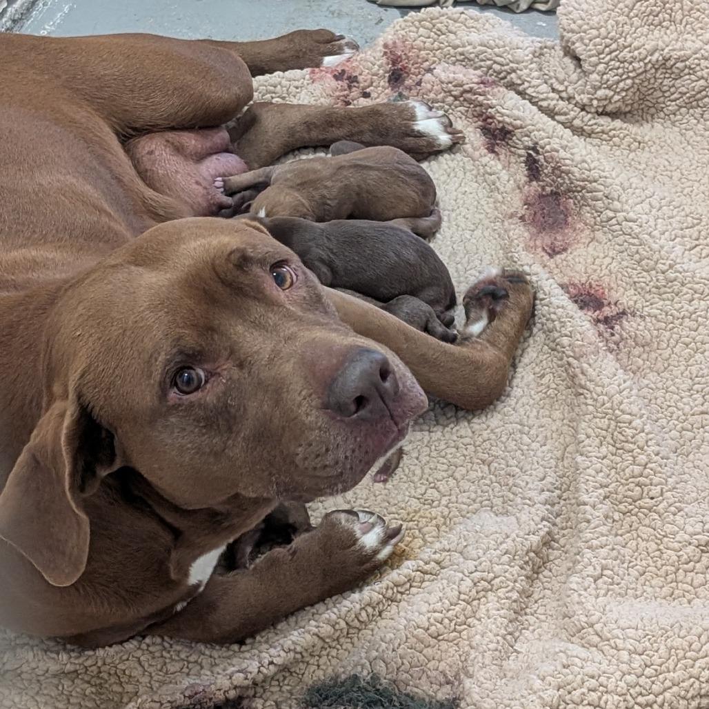 Lena, Adoptable, Adult Female Pit Bull Terrier.