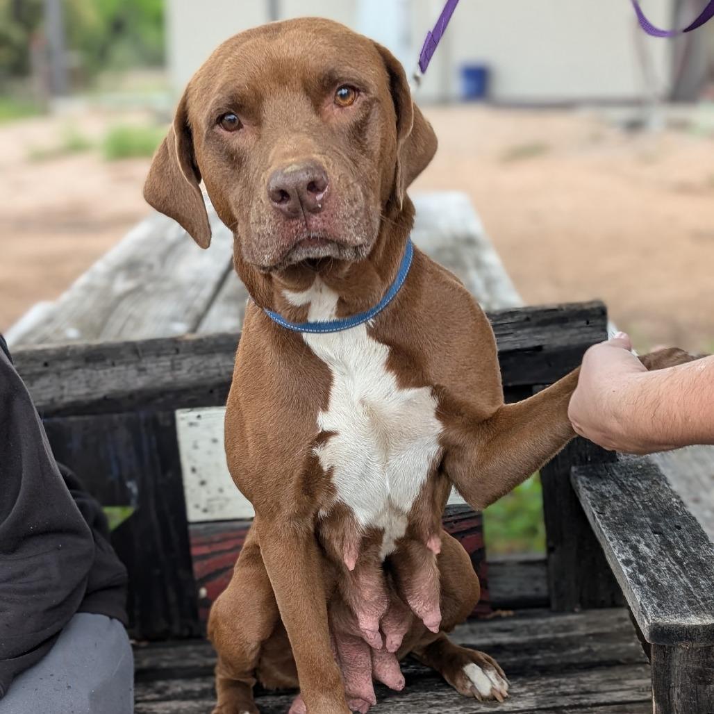 Enlarge Lena, a Adoptable mixed breed in Buchanan Dam, TX image 2/5