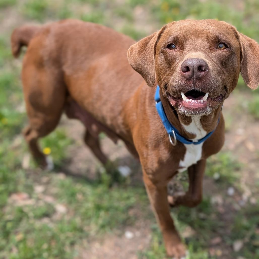 Enlarge Lena, a Adoptable mixed breed in Buchanan Dam, TX image 3/5
