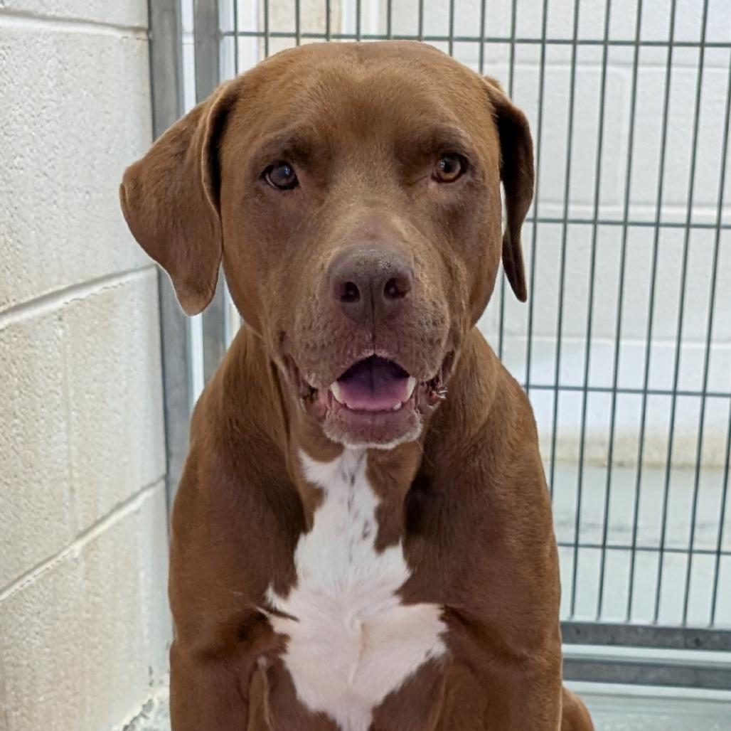 Enlarge Lena, a Adoptable mixed breed in Buchanan Dam, TX image 2/3