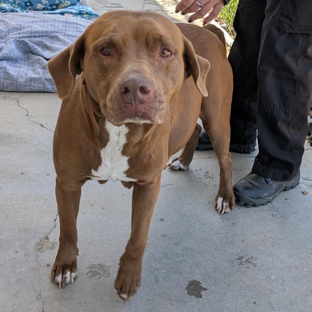 Enlarge Lena, a Adoptable mixed breed in Buchanan Dam, TX image 3/3