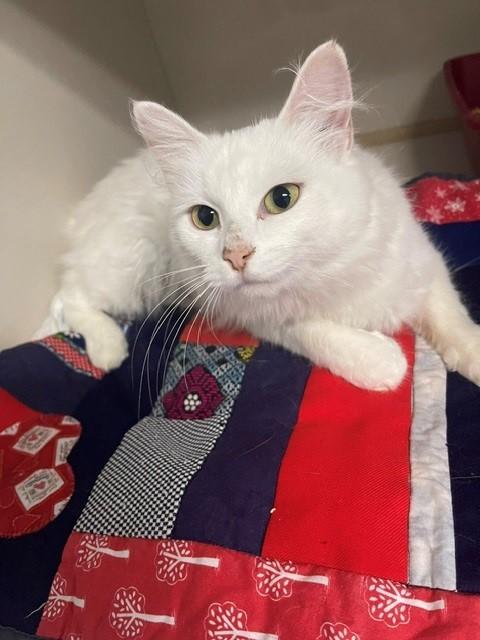 Enlarge Elsa, an adopted mixed breed in wetaskiwin, AB image 1/1
