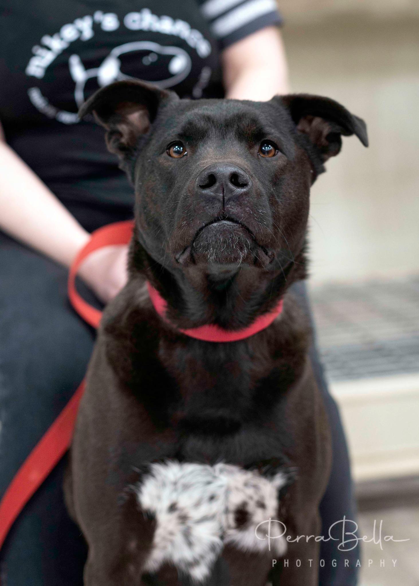 Lasso, Adoptable, Adult Male Newfoundland Dog & German Shepherd Dog.