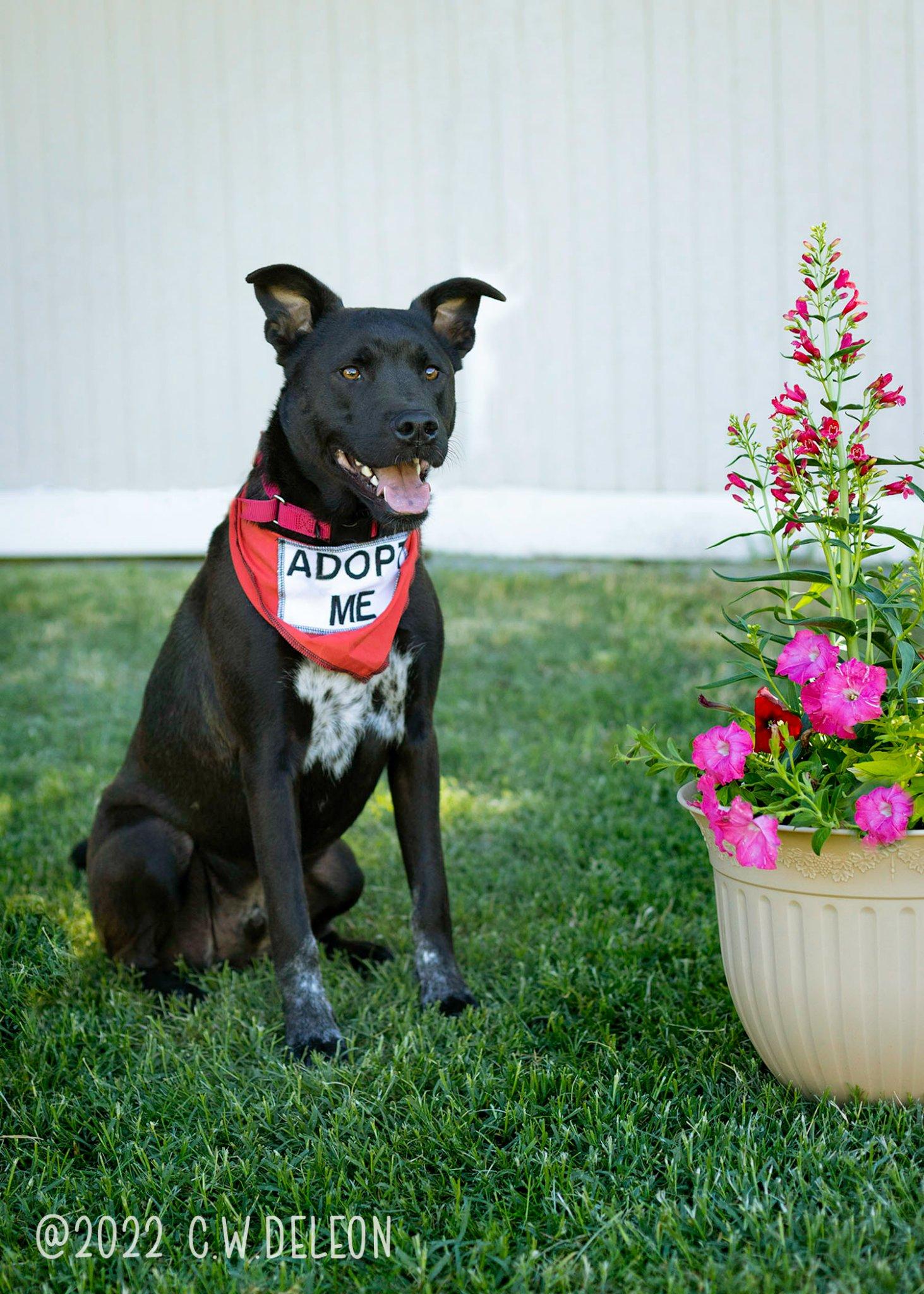 Enlarge Lasso, a Adoptable mixed breed in West Richland, WA image 2/6