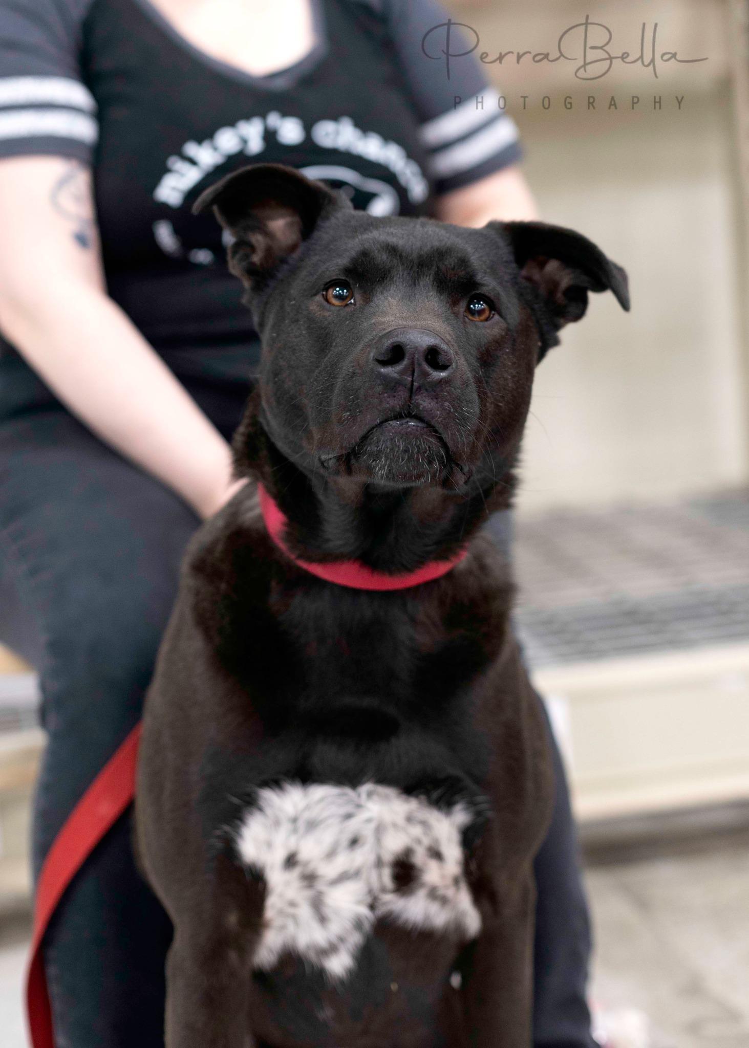 Enlarge Lasso, a Adoptable mixed breed in West Richland, WA image 3/6