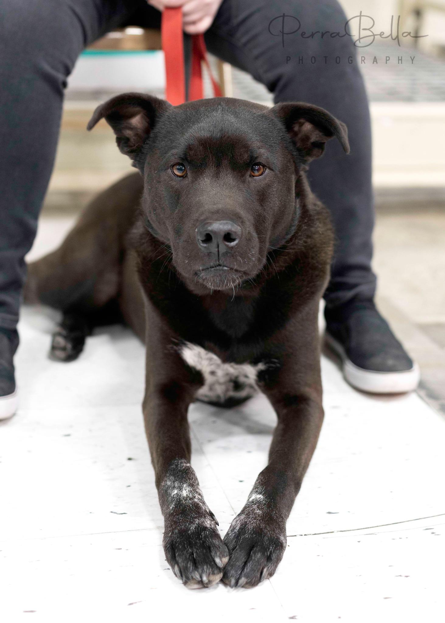Enlarge Lasso, a Adoptable mixed breed in West Richland, WA image 4/6