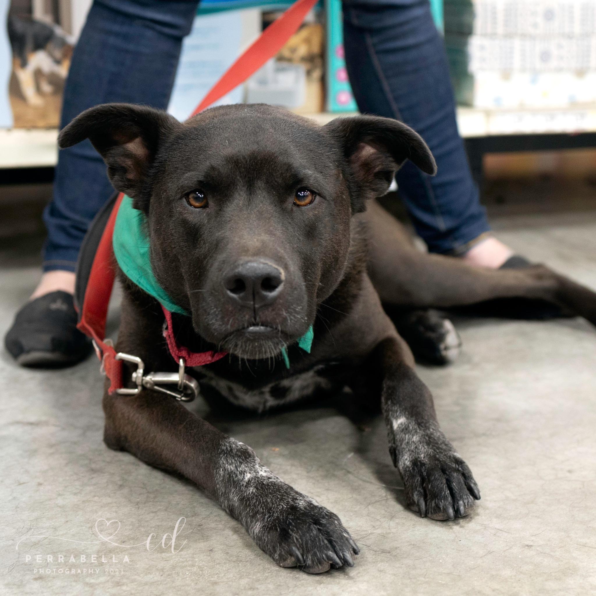 Enlarge Lasso, a Adoptable mixed breed in West Richland, WA image 5/6