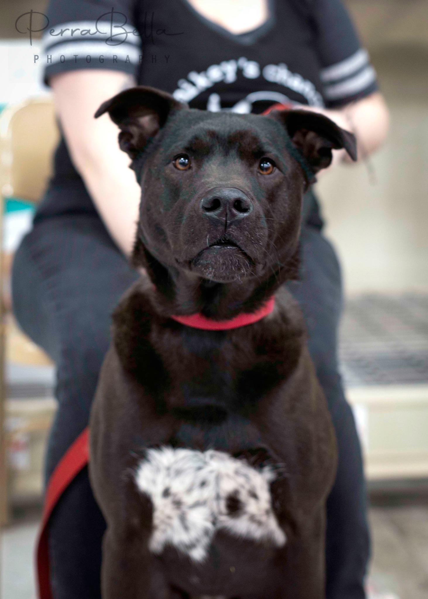 Enlarge Lasso, a Adoptable mixed breed in West Richland, WA image 6/6