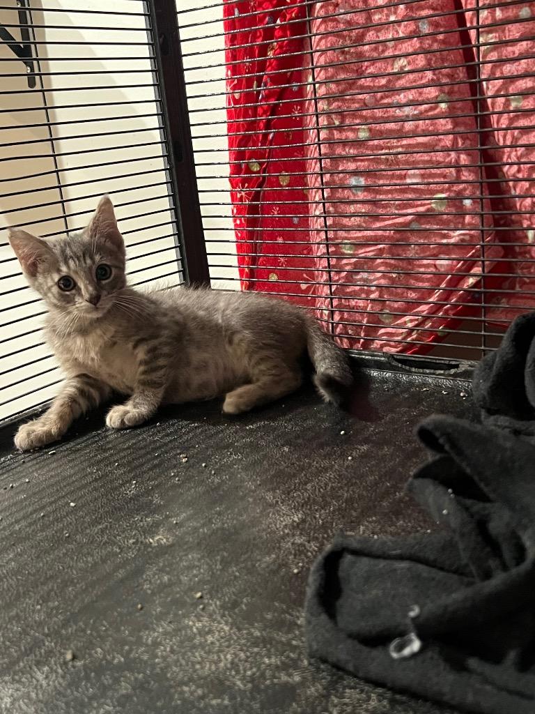 Louise, Adoptable, Kitten Female Domestic Short Hair.