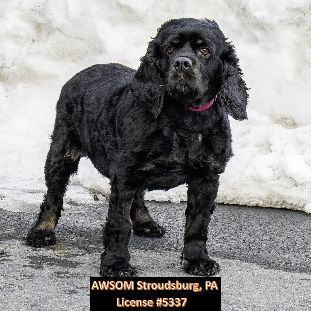 Enlarge Renae, an adoptable mixed breed in Stroudsburg, PA image 1/3