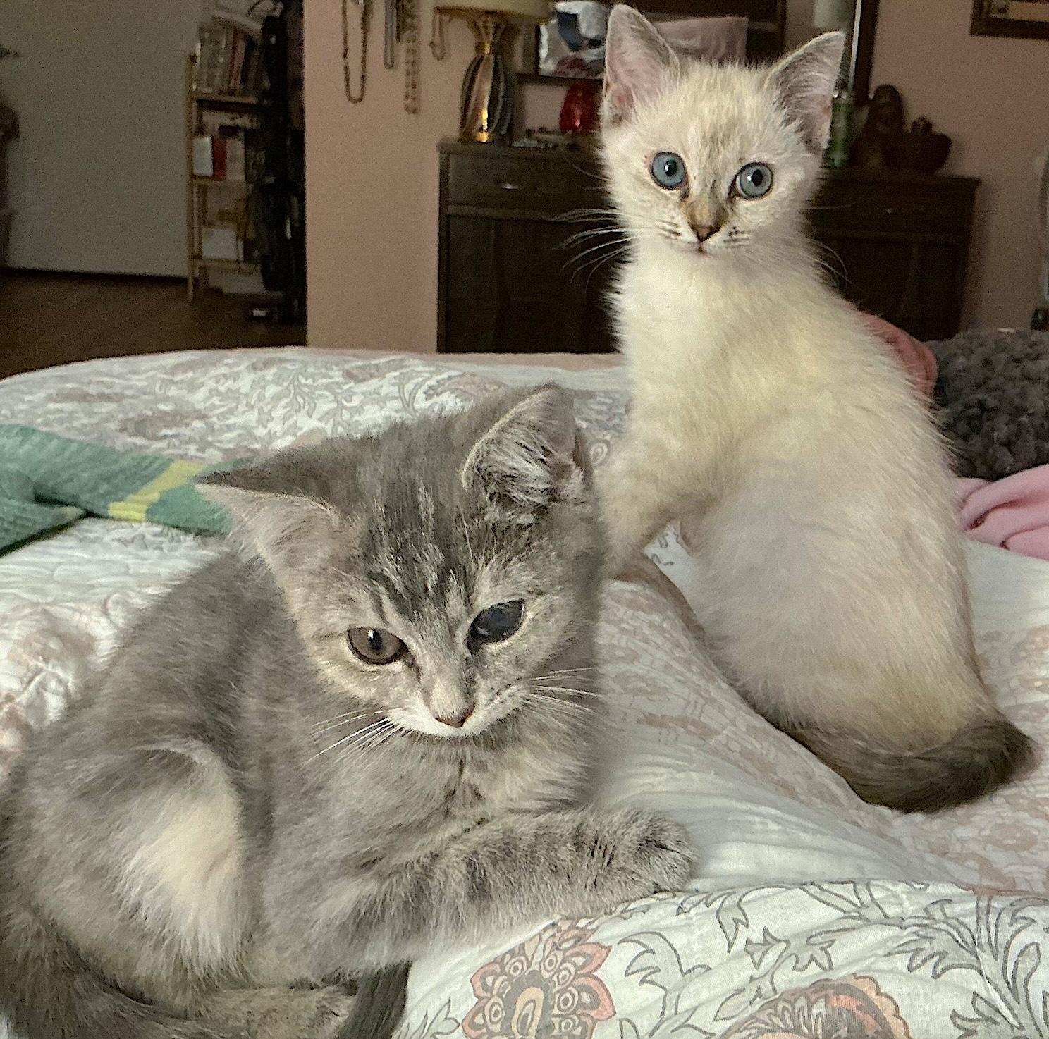 Enlarge Frankie and Jonni, an adopted mixed breed in Shelbyville, TN image 3/6