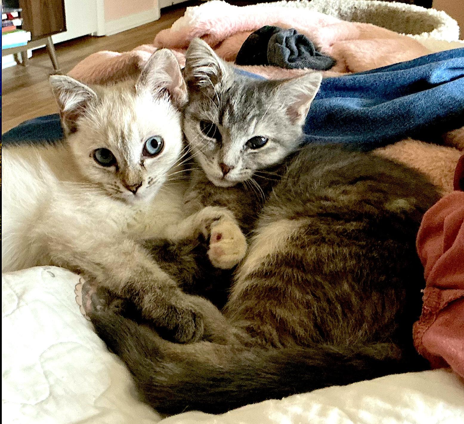 Frankie and Jonni, Adoptable, Kitten Female Siamese & Tabby.