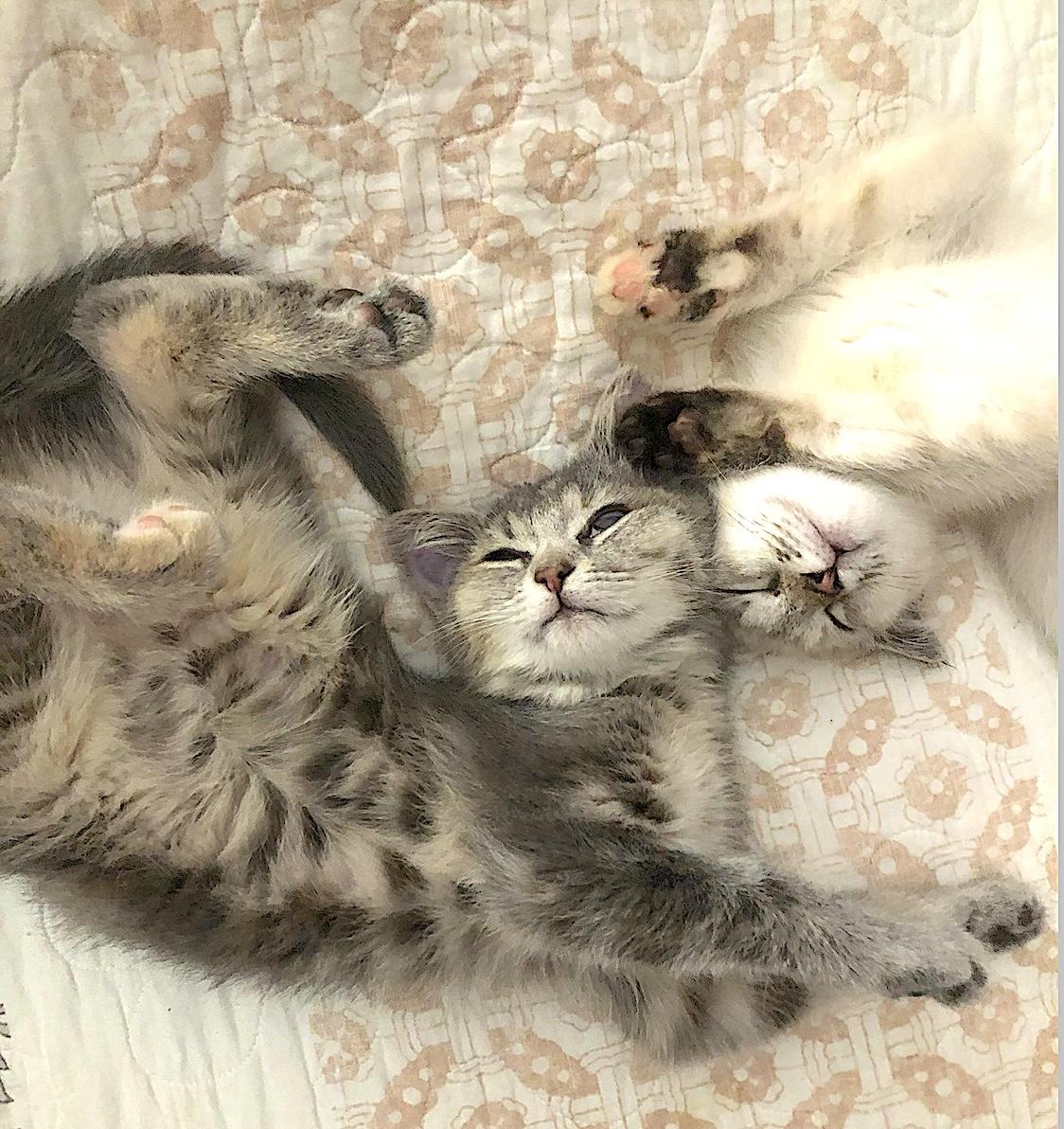 Enlarge Frankie and Jonni, an adopted mixed breed in Shelbyville, TN image 2/6