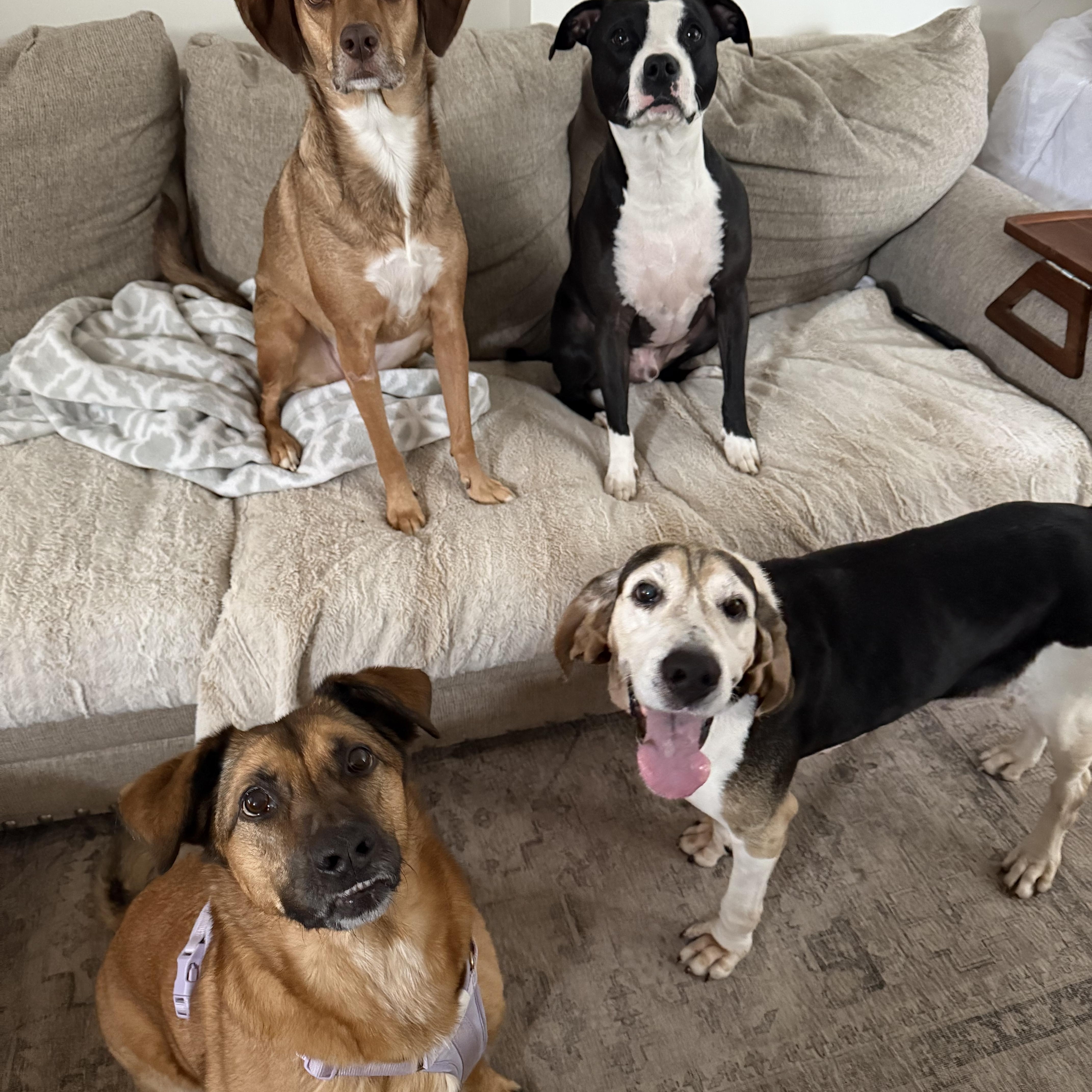 Enlarge Josephine , an adopted Treeing Walker Coonhound in HONEY BROOK, PA image 5/6