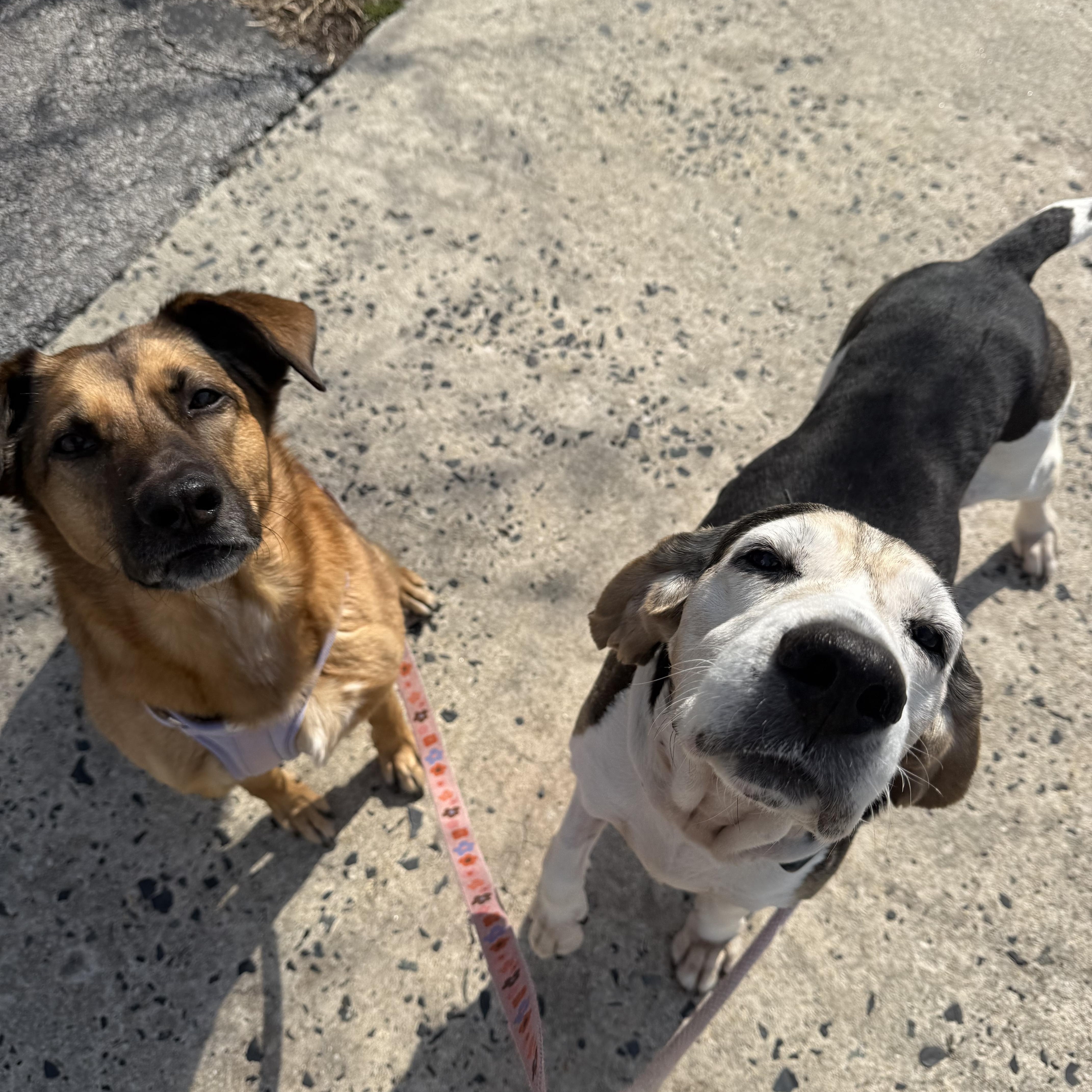 Enlarge Josephine , an adopted Treeing Walker Coonhound in HONEY BROOK, PA image 6/6