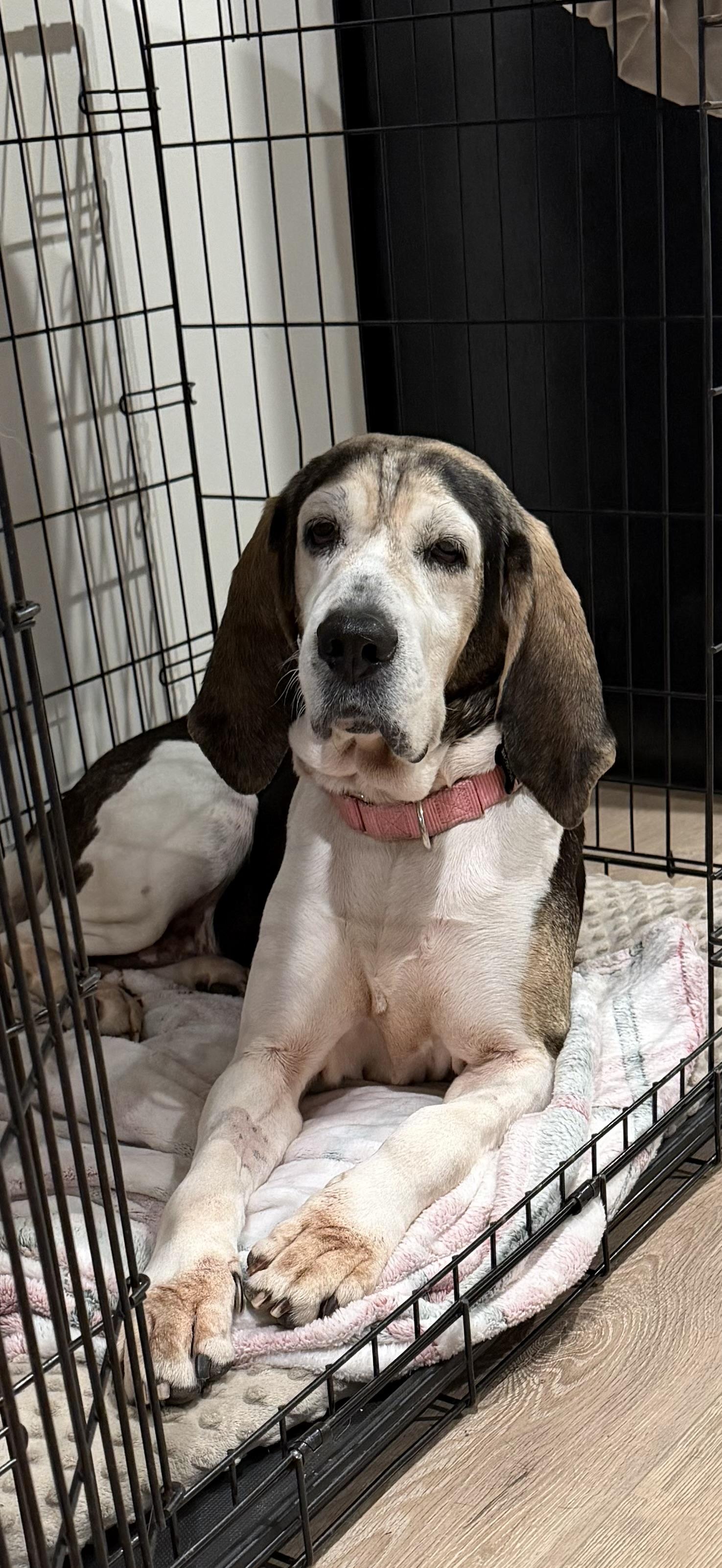 Josephine , ADOPTABLE, Adult Female Treeing Walker Coonhound.