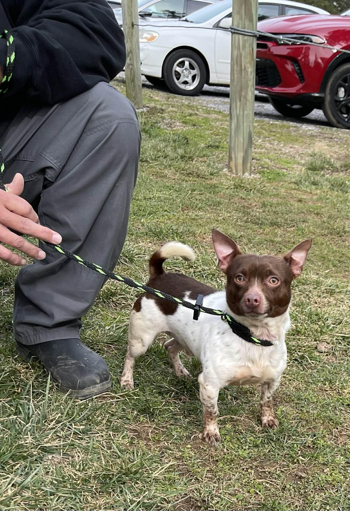 Enlarge Brownie, an adopted mixed breed in Oak Ridge, TN image 4/6