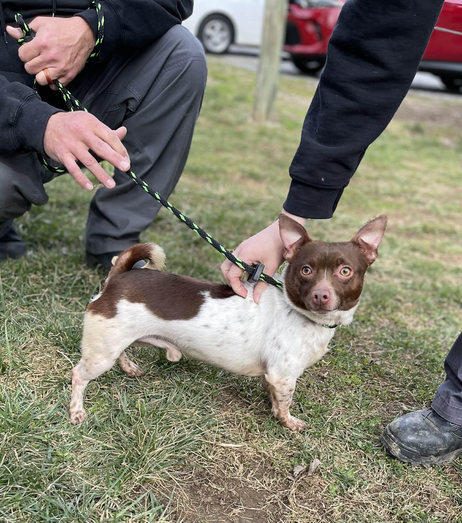 Enlarge Brownie, an adopted mixed breed in Oak Ridge, TN image 5/6