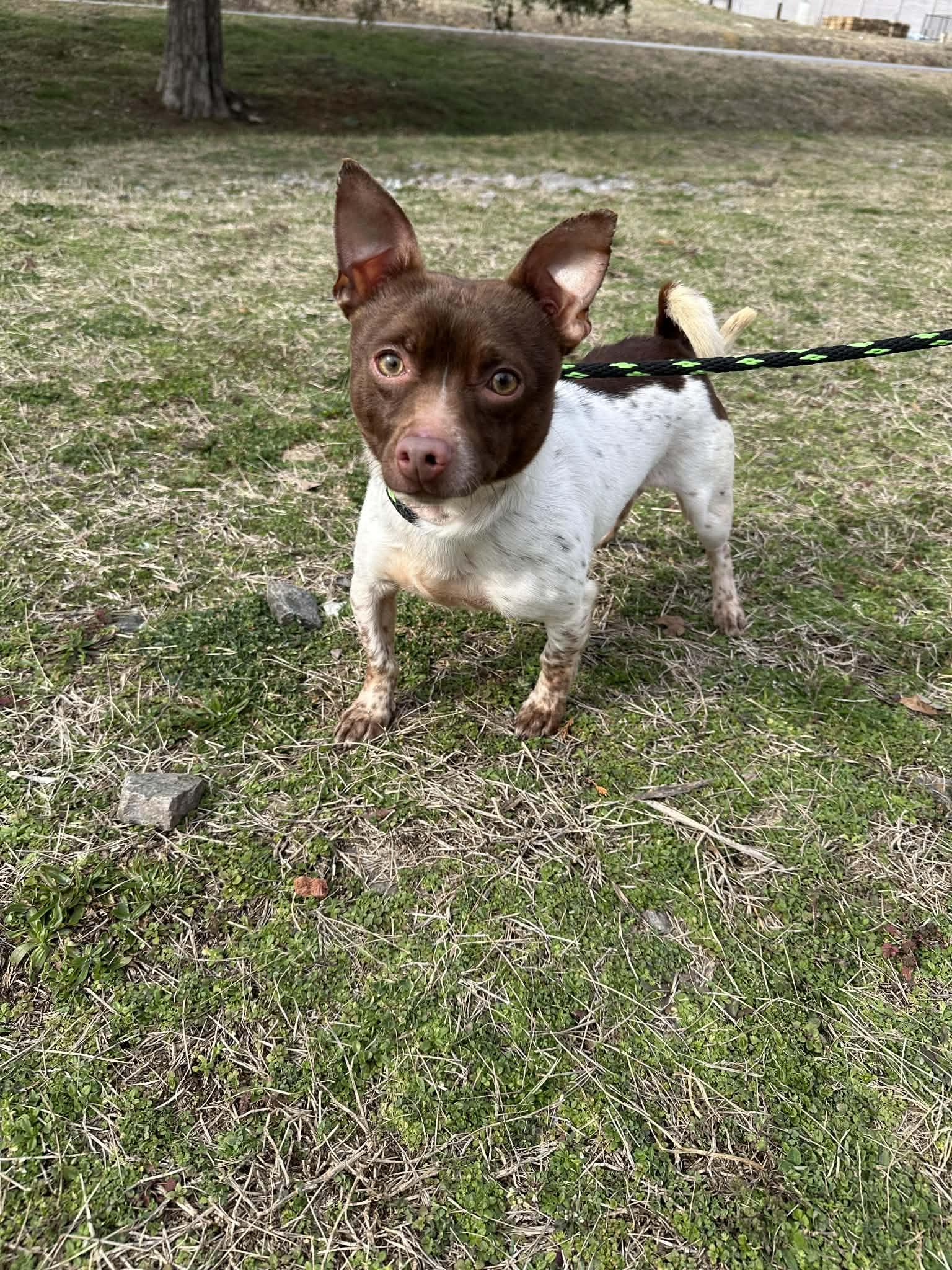 Enlarge Brownie, an adopted mixed breed in Oak Ridge, TN image 6/6