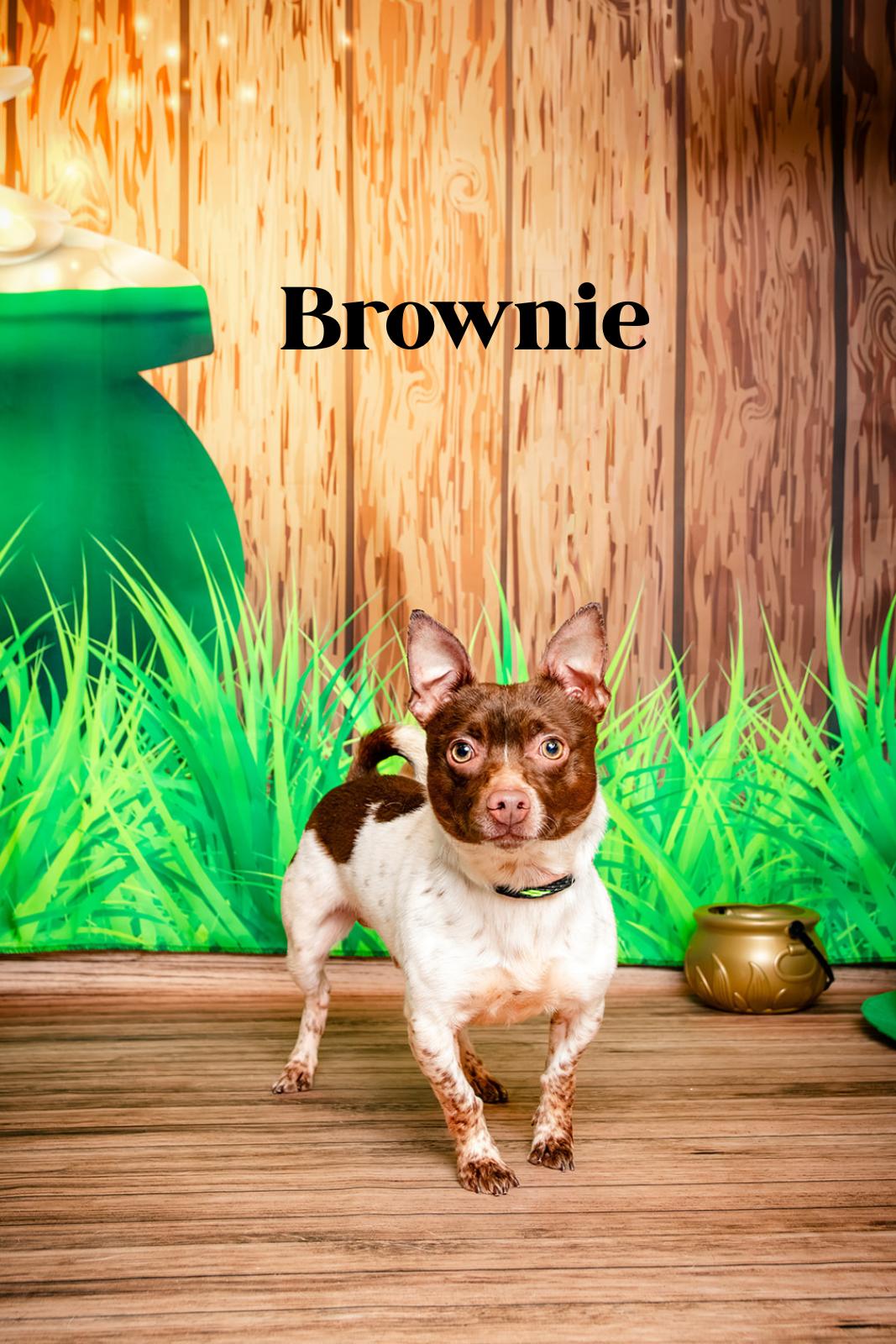 Enlarge Brownie, an adopted mixed breed in Oak Ridge, TN image 2/6