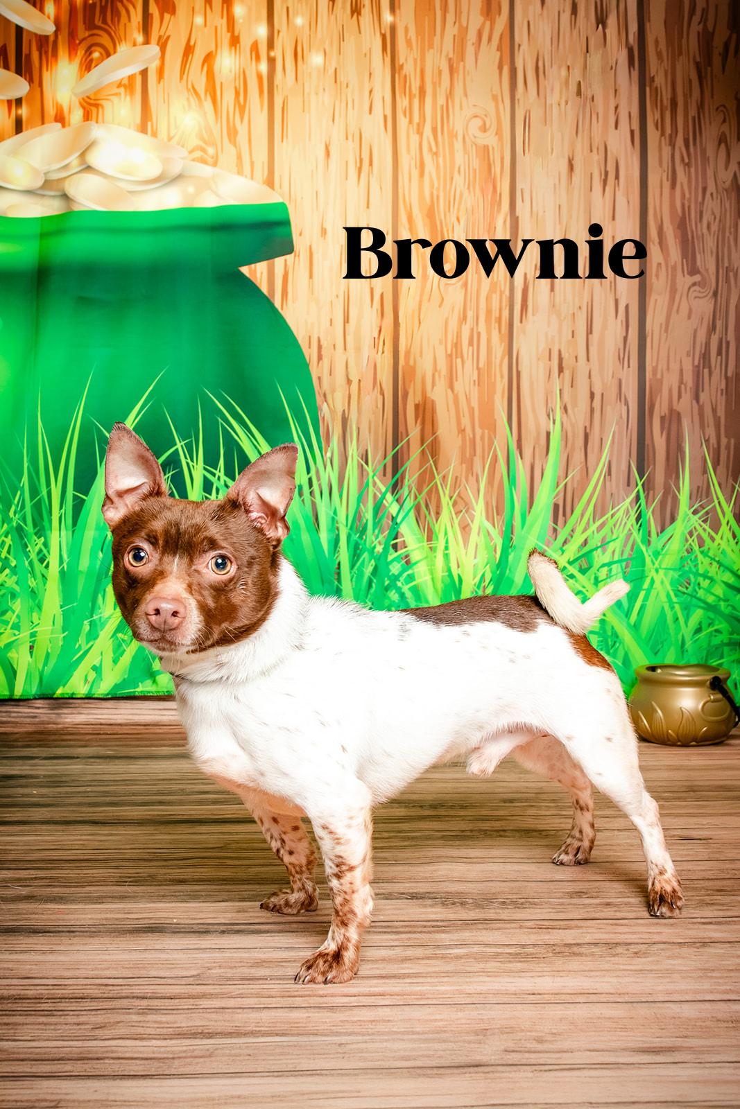Enlarge Brownie, an adopted mixed breed in Oak Ridge, TN image 3/6