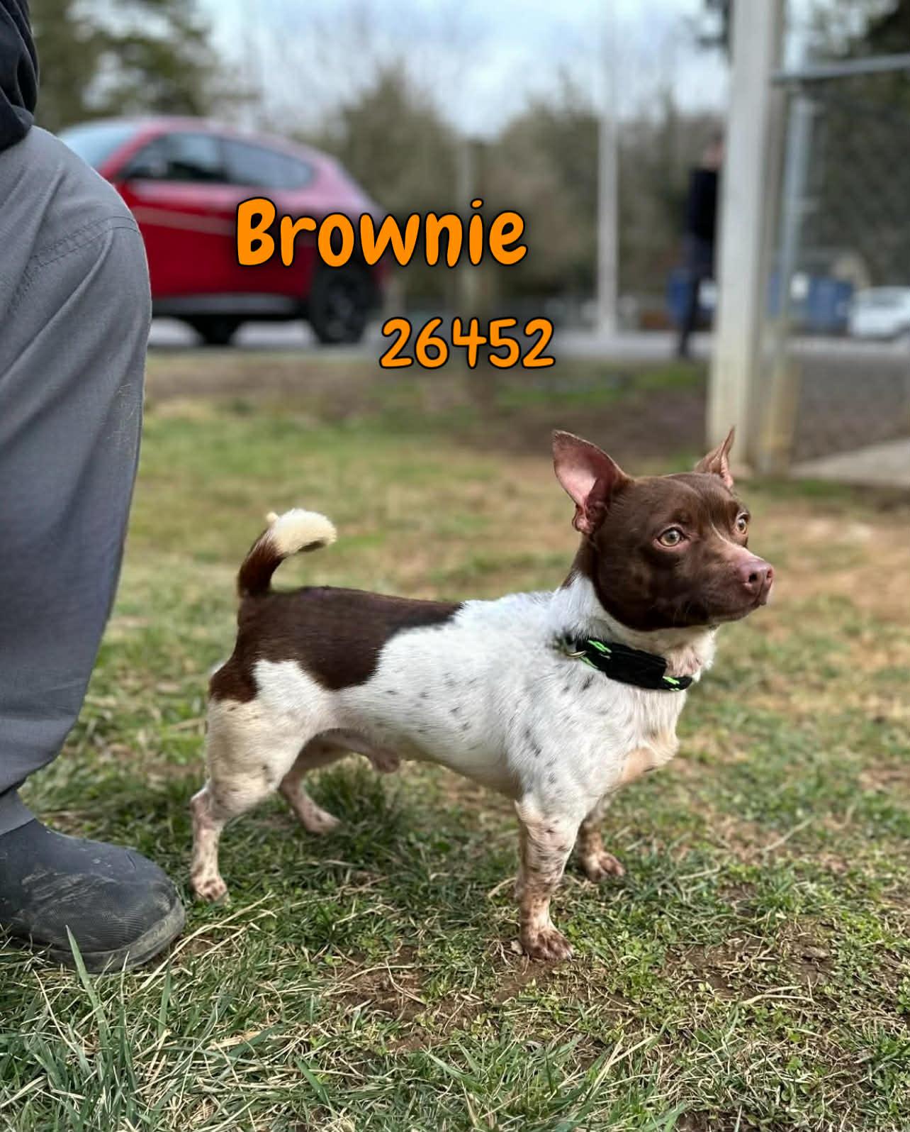 Brownie, adopted, Young Male Chihuahua.