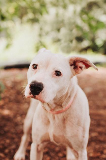 Enlarge 95191A Dolly P, a Adoptable mixed breed in North Charleston, SC image 1/3